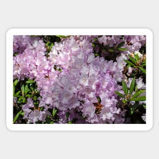 Rhododendron cluster Sticker